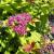 Spirea - Magic Carpet

Light: Sun
Zone: 4
Size: 3' X 4'
Bloom Time: July/August
Color: Rose Red
Soil: Well-Drained
