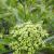 Viburnum - Brandywine 

Light: Sun/Part Shade
Zone: 3
Size: 6-8'
Bloom Time: May-June
Color: White
Soil: Well-Drained
