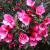 Weigela - Wine and Roses

Light: Sun
Zone: 4
Size: 4-5'
Bloom Time: May/June
Color: Rosey Pink
Soil: Well-Drained

