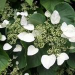 Hydrangea - Japanese Climbing Pink

Light: Sun/Part Shade
Zone: 5/6
Size: 25-40'
Bloom Time: July-September
Color: Pink
Soil: Well-Drained, Moist, Humus Rich