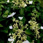 Hydrangea - Climbing

Light: Sun/Part Shade
Zone: 4
Size: 20'
Bloom Time: July/August
Color: White
Soil: Well-Drained, Moist, Humus Rich