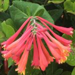 Honeysuckle - Alabama Crimson

Light Sun/Part Sun
Zone: 4
Size: 10-20'
Bloom Time: June-September
Color: Red
Soil: Well-Drained