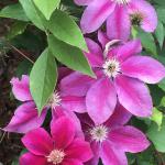 Clematis - Kilian Donahue

Light: Sun
Zone: 4
Size: 8-12'
Bloom Time: June-September
Color:Fuchsia/Lavender
Soil: Well-Drained
