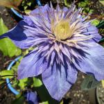 Clematis - Multi-Blue 

Light: Sun
Zone: 3
Size: 8-12'
Bloom Time: June-September
Color: Double Purple
Soil: Well-Drained
