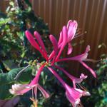 Honeysuckle - Magnifica 

Light: Sun/Part Shade
Zone: 4
Size: 10-20’
Bloom Time: June-September
Color: Orange
Soil: Well-Drained
