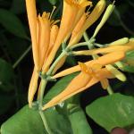 Honeysuckle - Yellow 

Light: Sun/Part Shade
Zone: 4
Size: 10-20’
Bloom Time: June-September
Color: Yellow
Soil: Well-Drained
