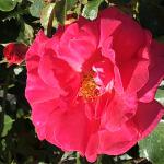 Rose - Climbing Highwire Flyer 

Light: Sun
Zone: 5
Size: 8' x 4'
Bloom Time: June-September
Color: Electric Pink
Soil: Well-Drained, Fertile
