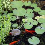 Close up of Koi Pond 